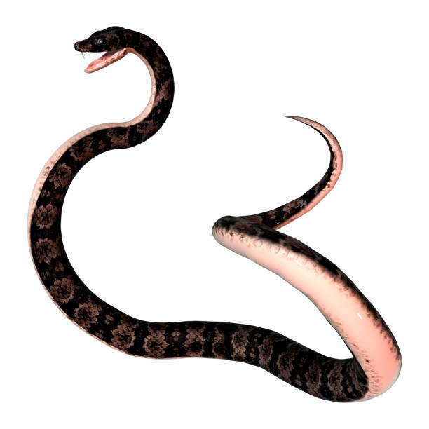 istock 3D digital render cottonmouth snake on white 900883064