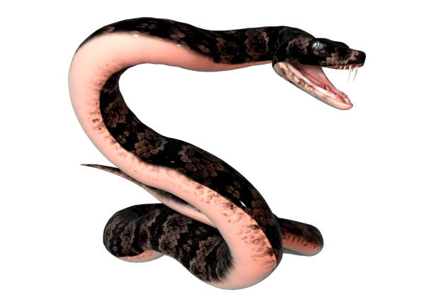 istock 3D digital render cottonmouth snake on white 900883096