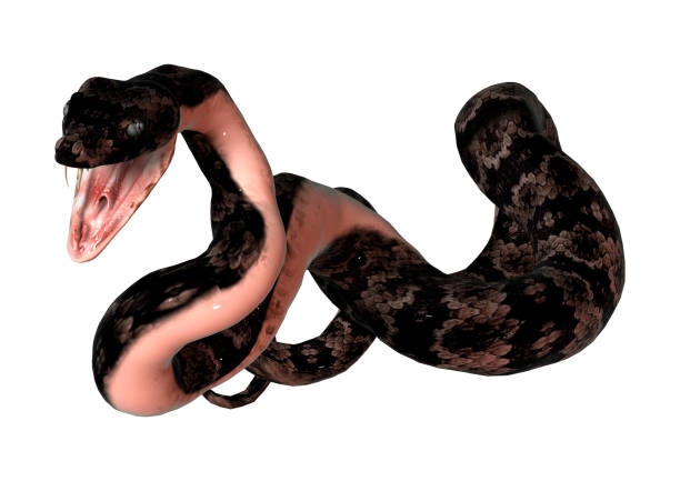 istock 3D digital render cottonmouth snake on white 900883106