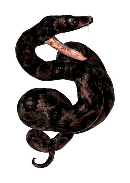 istock 3D digital render cottonmouth snake on white 900883116