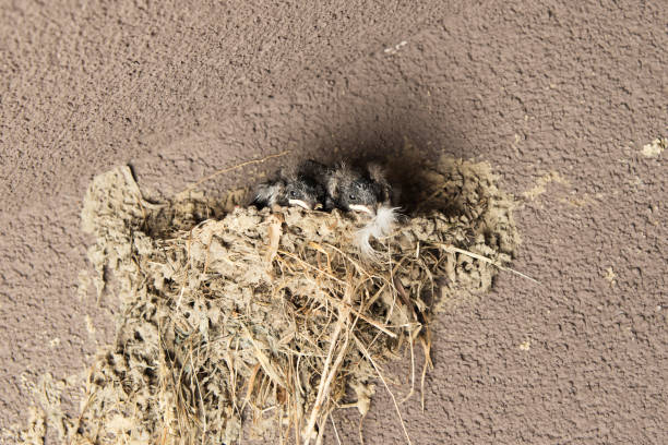 birds in the nest on the wall stock photo