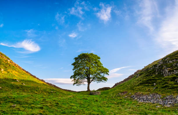 Hadrian's Wall And Sycamore Gap