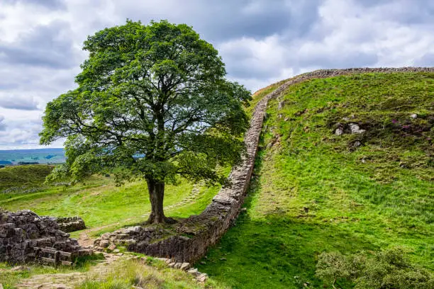 The famous tree at Sycamore Gap on Hadrian's Wall, as seen in the classic Kevin Costner movie Robin Hood, Prince Of Thieves.