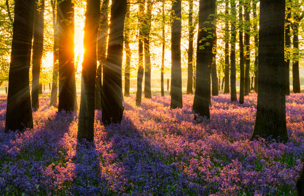 istock Sunlight Streaming Through The Bluebell Wood 900886380