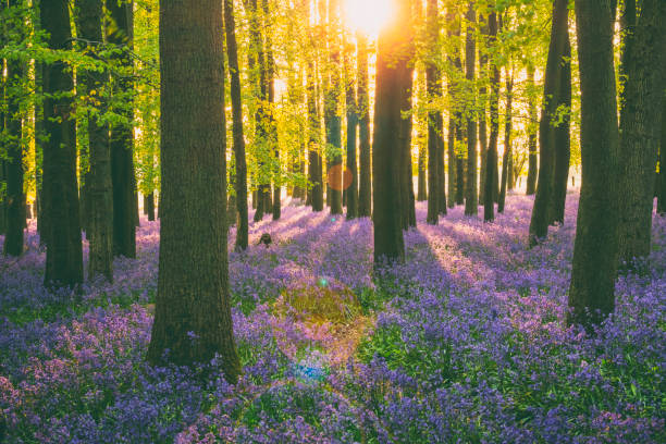 istock Sunlight Streaming Through The Bluebell Wood 900886392