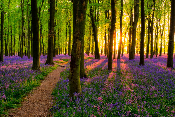 istock Sunlight Streaming Through The Bluebell Wood 900886508
