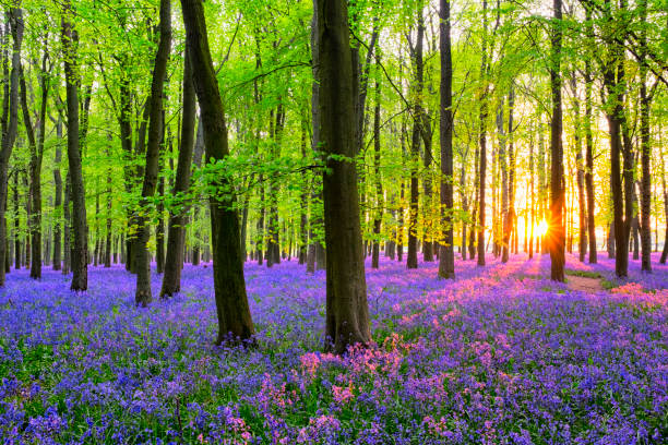 istock Sunlight Streaming Through The Bluebell Wood 900886670