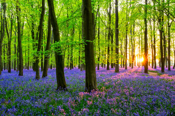 istock Sunlight Streaming Through The Bluebell Wood 900886802