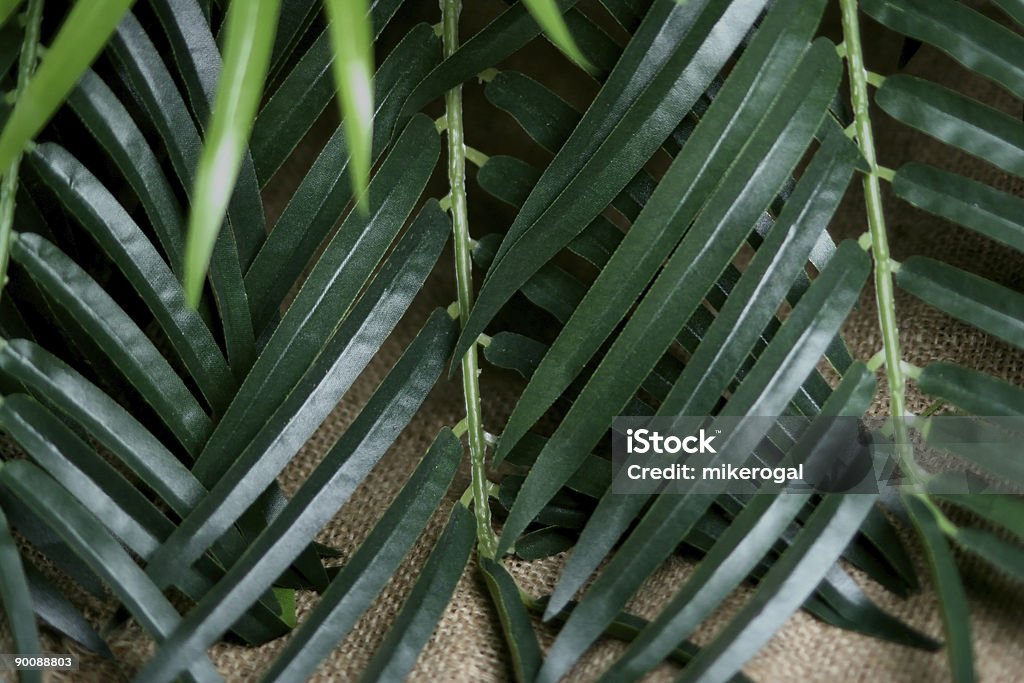 palm Blätter - Lizenzfrei Ast - Pflanzenbestandteil Stock-Foto