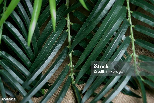 Palm Blätter Stockfoto und mehr Bilder von Ast - Pflanzenbestandteil - Ast - Pflanzenbestandteil, Bildhintergrund, Blatt - Pflanzenbestandteile