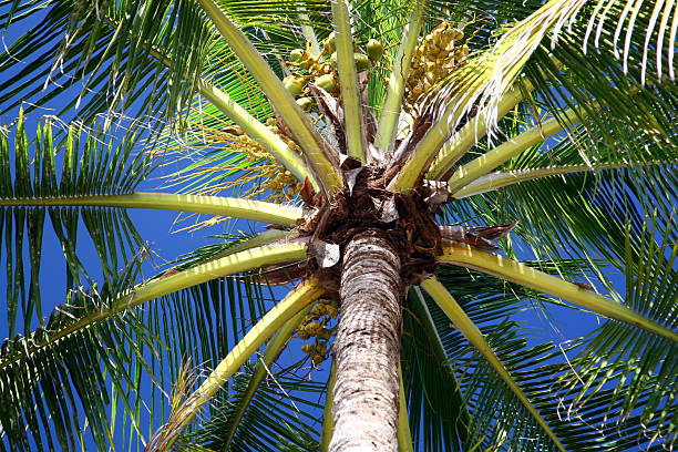 Center of a Palm Tree stock photo