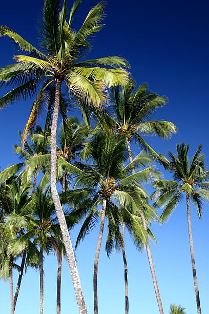 Bunches of palm trees stock photo