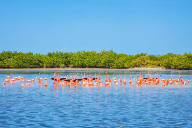 American flamingo at Ria Lagartos Biosphere Reserve , Yucatan Peninsula Mexico The American flamingo (Phoenicopterus ruber ruber) comes to the area in great numbers to feed, nest and reproduce. The American flamingo (Phoenicopterus ruber) is a large species of flamingo closely related to the greater flamingo and Chilean flamingo. It was formerly considered conspecific with the greater flamingo, but that treatment is now widely viewed (e.g. by the American and British Ornithologists' Unions) as incorrect due to a lack of evidence. Ría Lagartos Biosphere Reserve is a UNESCO Biosphere Reserve in the state of Yucatán, Mexico. The reserve is located at the eastern end of the coastal strip of the Yucatán Peninsula, with the Gulf of Mexico at its northern limit. The area encompasses coastal areas of the Gulf of Mexico and includes important wetlands designated under the Ramsar Wetlands Convention. The site presents a rich diversity of landscapes and ecosystems, such as mangroves, small estuaries, medium semi-evergreen forest, low deciduous forest, coastal dune vegetation, coastal lagoons, marshes (petenes) and savanna represented by tular vegetation, grasslands and reed beds that are the main nesting sites for marshland and sea birds. bioreserve photos stock pictures, royalty-free photos & images