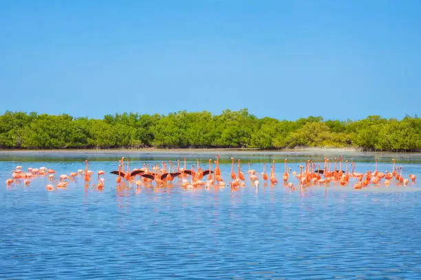 Photo of American flamingo at Ria Lagartos Biosphere Reserve , Yucatan Peninsula Mexico