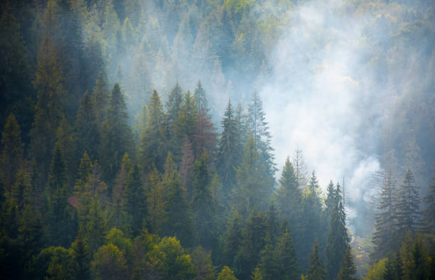 istock spruce forest on hillside in smoke 900891242