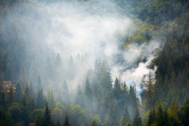 istock spruce forest on hillside in smoke 900891492