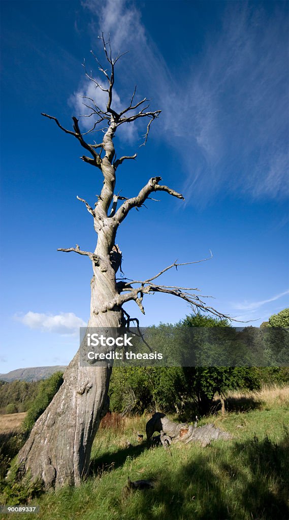 Skręcony martwe Drzewo - Zbiór zdjęć royalty-free (Bez ludzi)