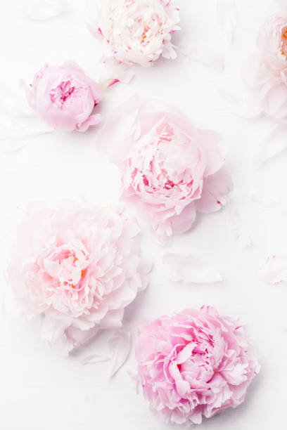 istock beautiful pink peony flower background 900894218