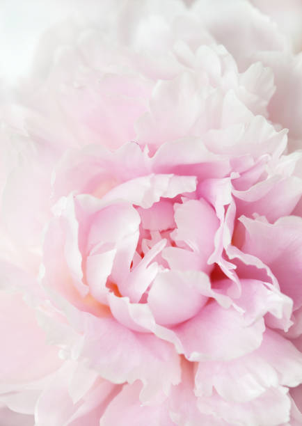 istock beautiful pink peony flower background 900894350