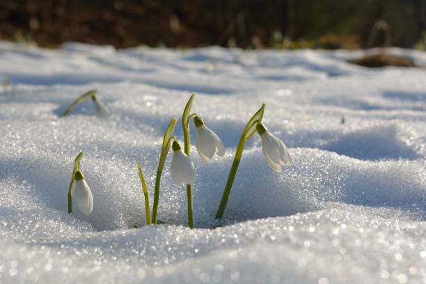istock Gentle snowdrops flowering from the snow 900894984