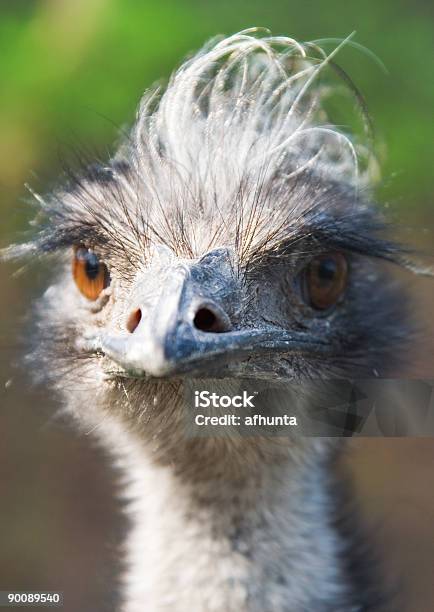 Foto de De Pássaro Uem e mais fotos de stock de Alimentar - Alimentar, Alto - Descrição Geral, Animal