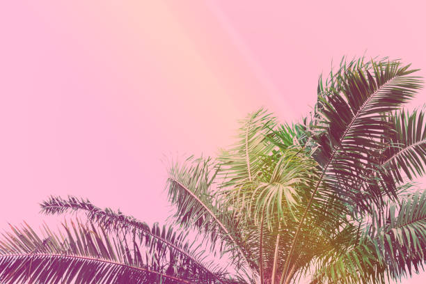 istock Palm tree retro toned. Vintage background. Travel card. Soft focus 900897546