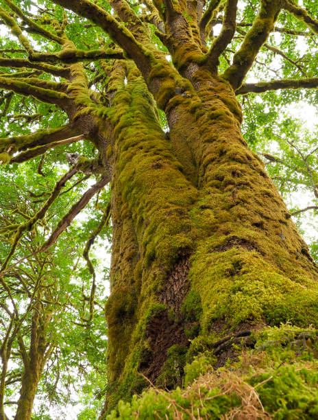 istock Looking up on a Moss Covered Big Leaf Maple Tree in Olympic National Park, Washington 900897820