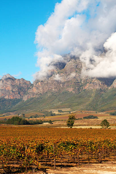 istock Vineyard on Pleisir de Merle wine farm in autumn 90089793
