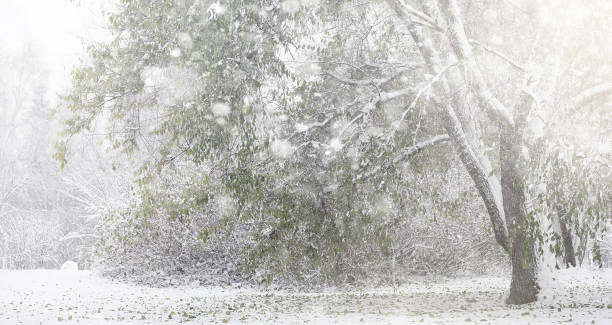istock Snow-covered winter park and benches. Park and pier for feeding 900898202