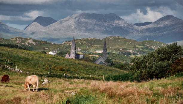 Mountains near Clifden Grazing cows and two Clifden churches in front of some of the Twelve Bens mountains in Connemara National Park, Ireland. connemara national park stock pictures, royalty-free photos & images