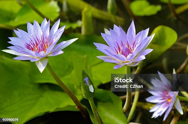 Photo libre de droit de Violet Nénuphar banque d'images et plus d'images libres de droit de Asie - Asie, Bleu, Botanique