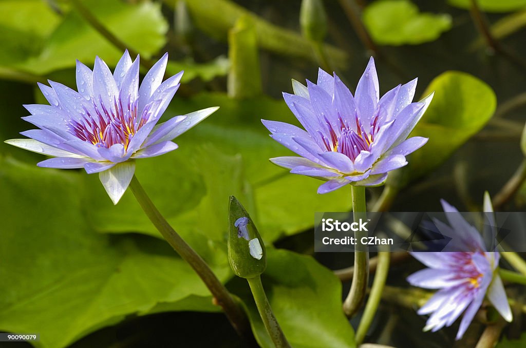 Фиолетовый Вода lily - Стоковые фото Азия роялти-фри