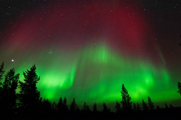 istock Aurora Borealis, Northern Lights, above boreal forest 900901244
