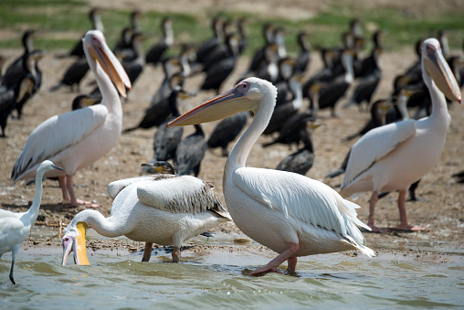 Names: Great-white pelican, eastern white pelican, rosy pelican, white pelican\n\n\n