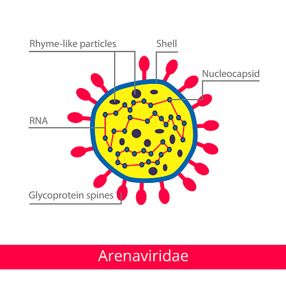 Arenavirus Structure Arenaviridae Classification Of Viruses Stock Illustration - Download ...