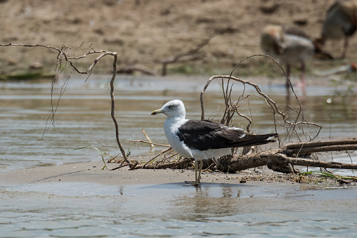 Name: Lesser black-backed gull


