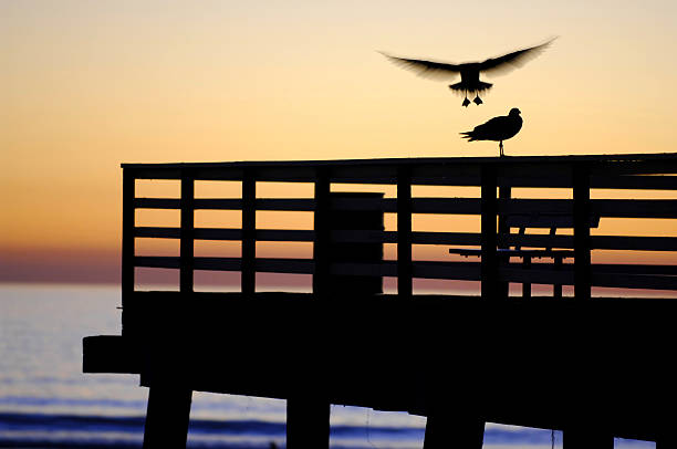 Gull Landing, tramonto sul molo - foto stock