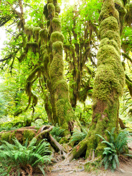 istock Moss Covered Trunks of Big Leaf Maple Trees in Olympic National Park, Washington 900904332