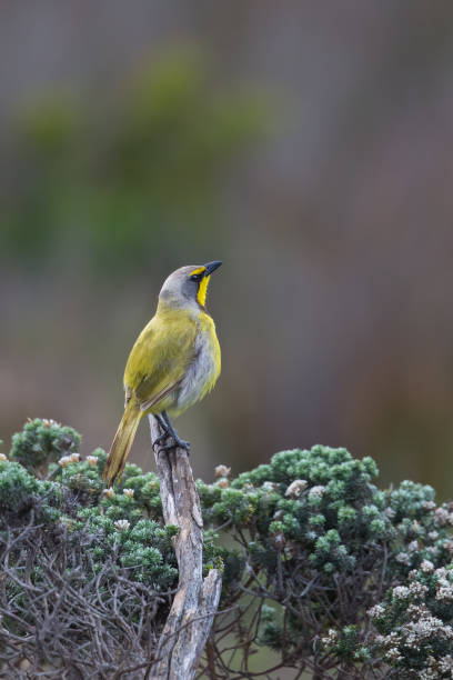 istock Bokmakierie perched in Fynbos vegetation 900904446