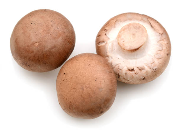 istock Collection champignon isolated on white background. Top view 900904450