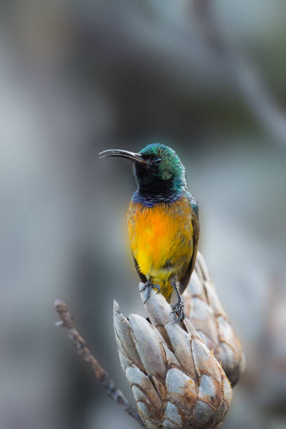 istock Male Orange breasted Sunbird perched 900904610