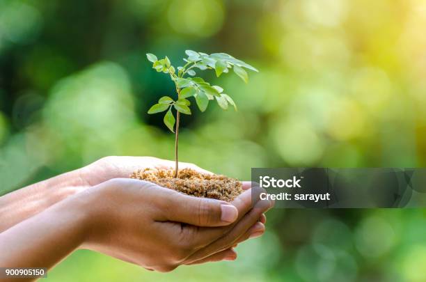 En Las Manos De Árboles Que Crecen Las Plantas De Semillero Bokeh Verde Fondo Mujer Mano Árbol En Hierba Del Campo Naturaleza Concepto De Conservación De Bosque Foto de stock y más banco de imágenes de Árbol