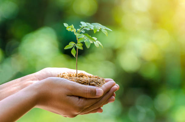 木の手で実生植物を育てます。ボケ味緑背景女性手自然フィールド草森林保全概念のツリーを保持 - world in hands ストックフォトと画像