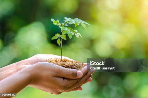 木の手で実生植物を育てますボケ味緑背景女性手自然フィールド草森林保全概念のツリーを保持 - 樹木のストックフォトや画像を多数ご用意 - 樹木, 植える, 惑星