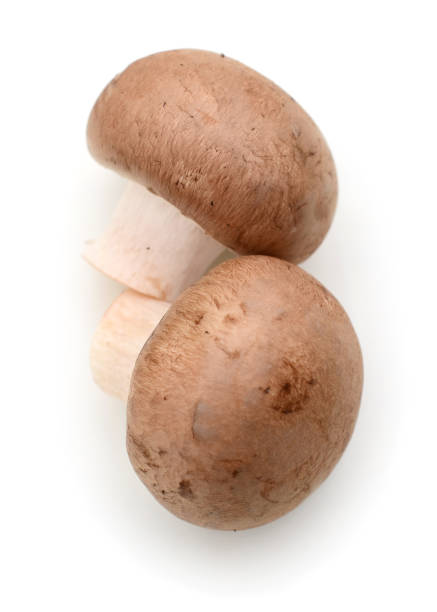 istock Set Champignon mushroom isolated on white background 900906198