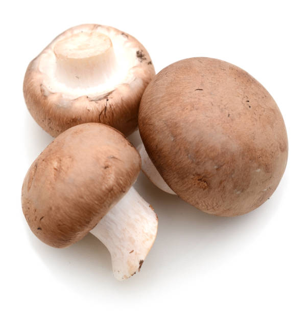 champignons mushroom isolated on a white