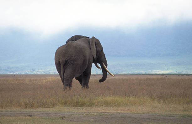 Elephant in the Ngorongoro Crater stock photo