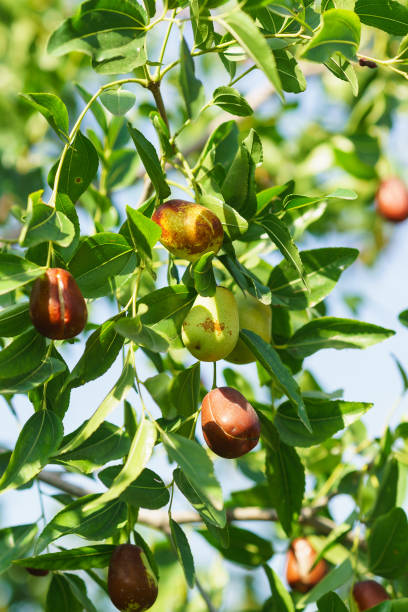 istock Branch jujube (lat. Ziziphus jujuba) from ripe fruits 900909098