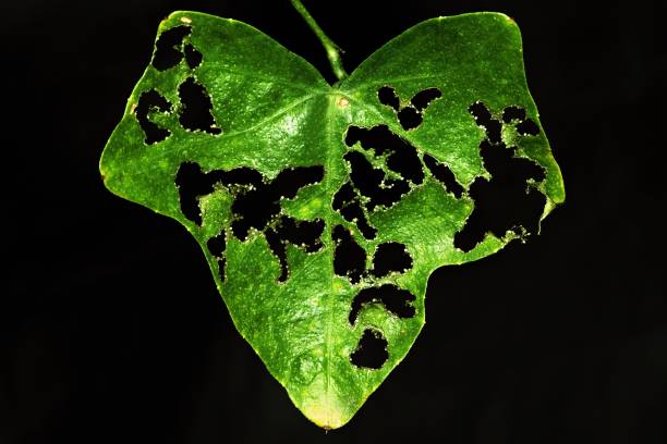 istock Close up green bitten leaf on black background. 900909406
