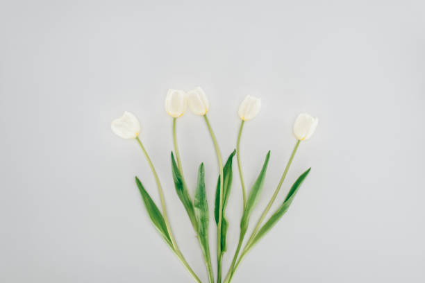 istock beautiful tulip flowers isolated on grey 900911832